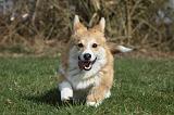 CORGI PEMBROKE 832